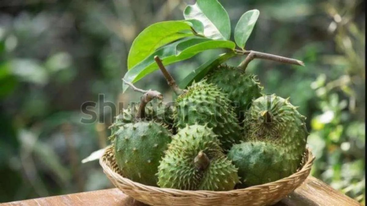 Bisa Menstabilkan Tekanan Darah, Simak Manfaat Lain Buah Sirsak untuk Kesehatan 