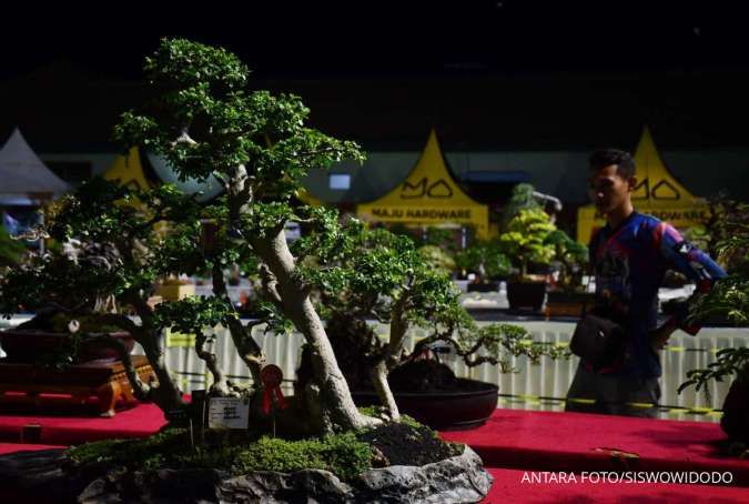 Tips Merawat Pohon Bonsai Menurut Ahli, Cocok bagi Pemula 