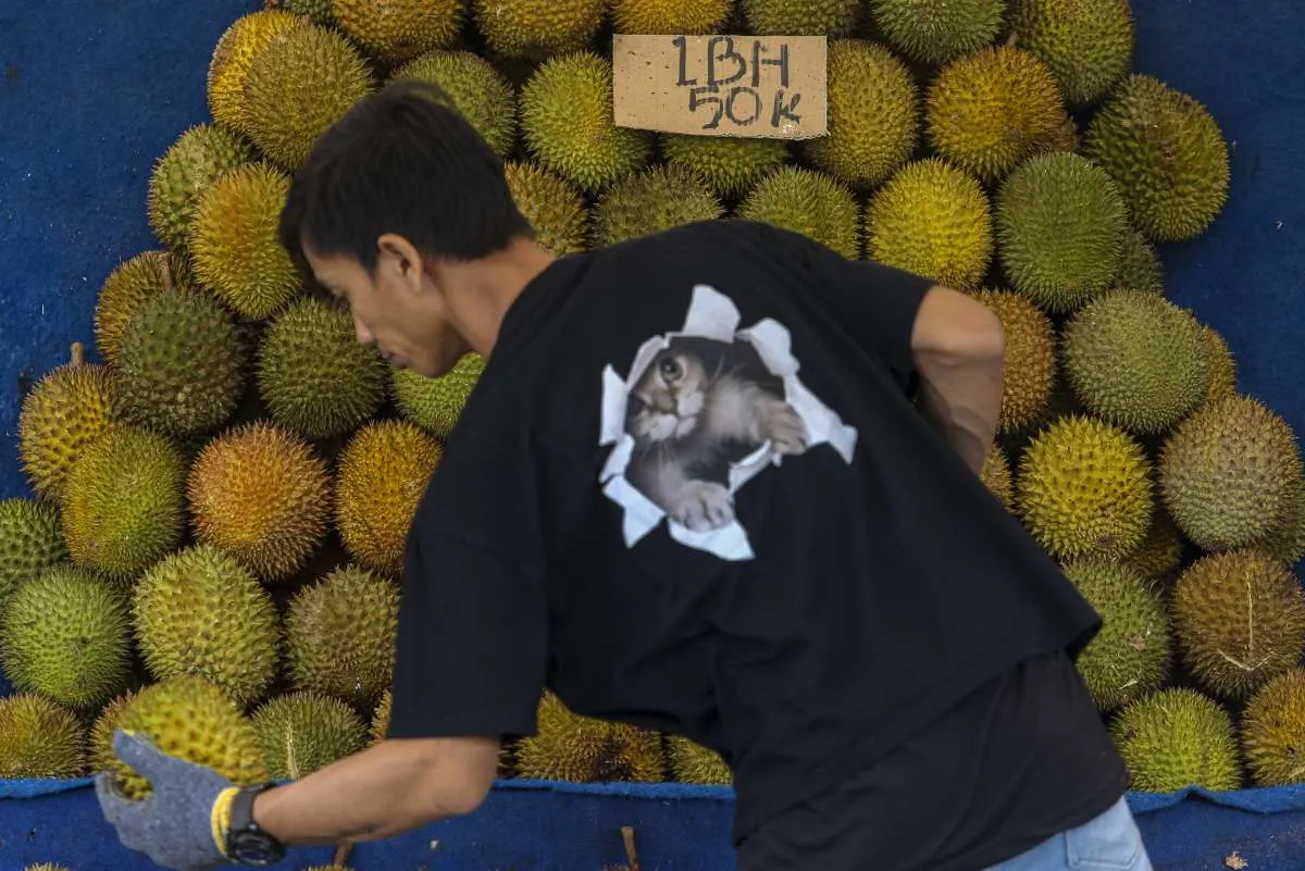 Musim Durian Tiba, Ini Cara Memilih Durian yang Enak, Manis dan Daging Buah Tebal