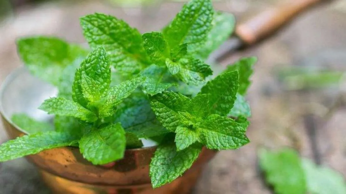 Begini Cara Konsumsi Daun Mint untuk Menurunkan Berat Badan 