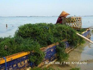 Harga rumput laut turun, pembudidaya mesti diversifikasi produk