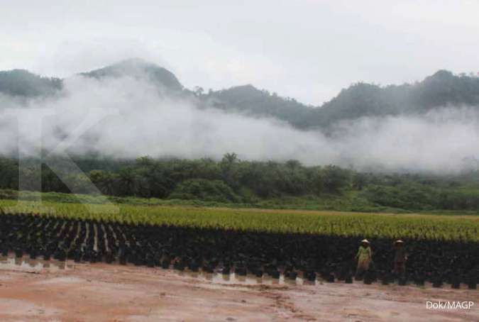 Multi Agro Gemilang Plantation (MAGP) Bakal Tambah Pabrik Kelapa Sawit