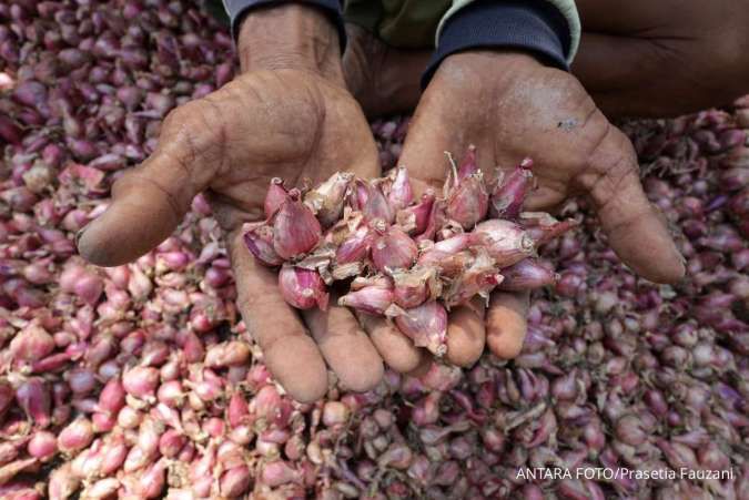 Rupiah ke Rp18.000, Ikappi: Belum Berdampak ke Pasar, tapi Harga Bawang Merah Melejit