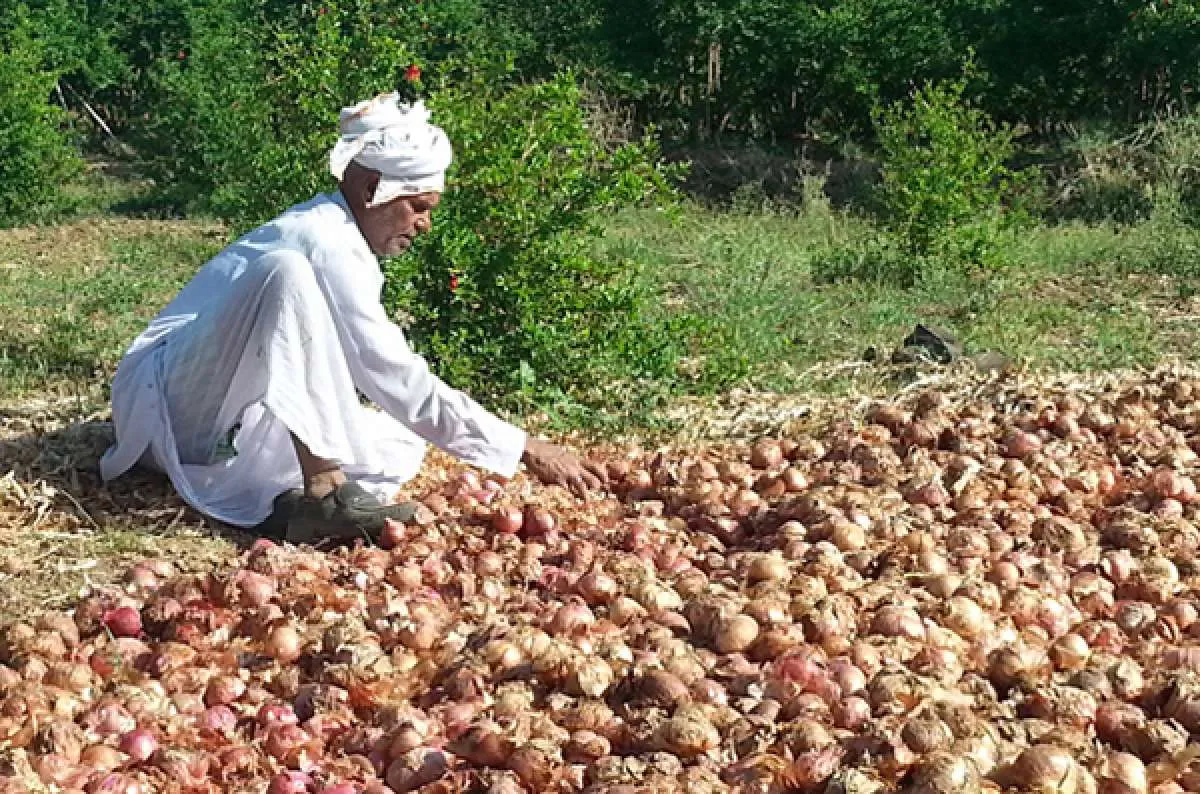 India Imposes 40% Export Duty on Onions with Immediate Effect
