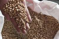 Harga Kedelai AS Tertekan Minimnya Permintaan China
