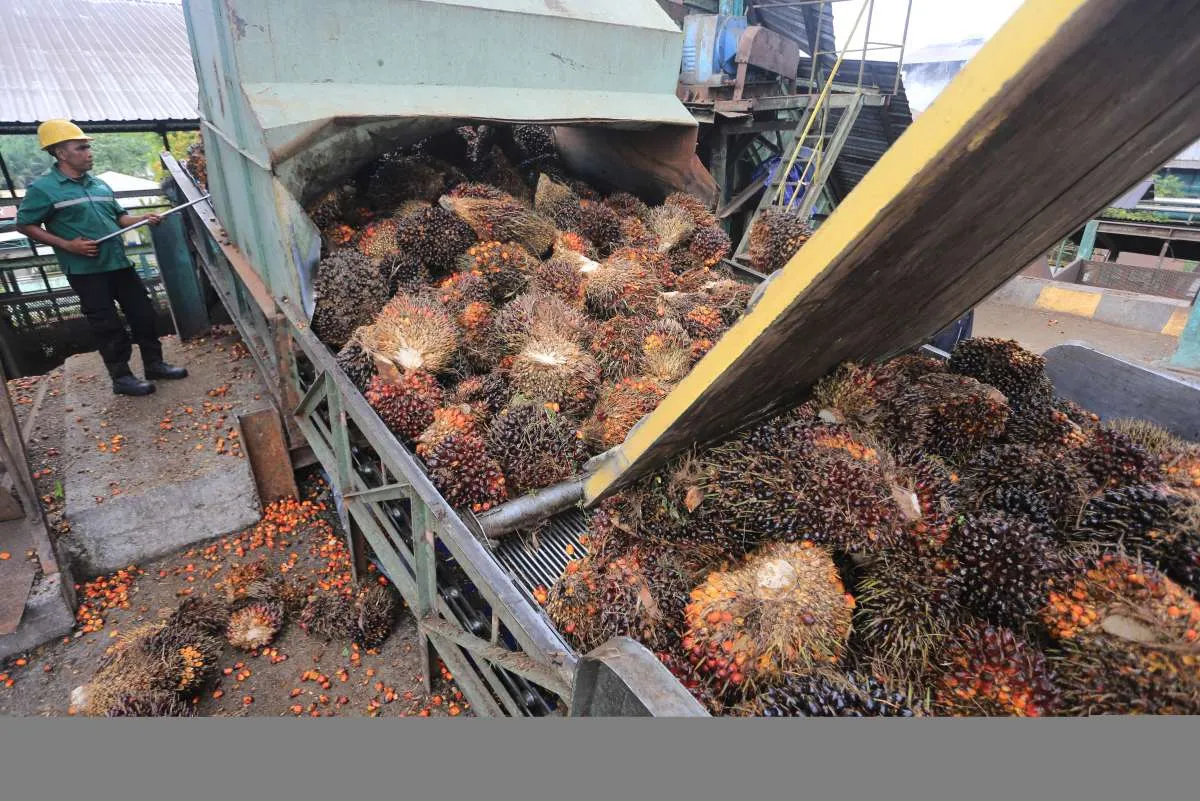Harga CPO Diproyeksi Naik Tajam hingga Juni 2026, Dipicu Kenaikan Energi Global