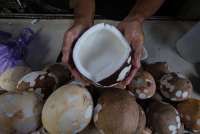 Pedagang Nasi di Jakarta Pusat Terhimpit Lonjakan Harga Santan dan Kelapa