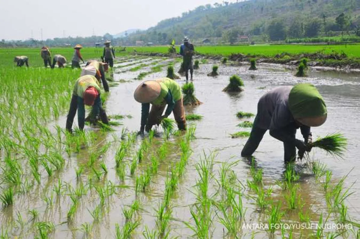 BPS Catat Nilai Tukar Petani pada Mei 2024 Turun 0,06% Jadi 116,71