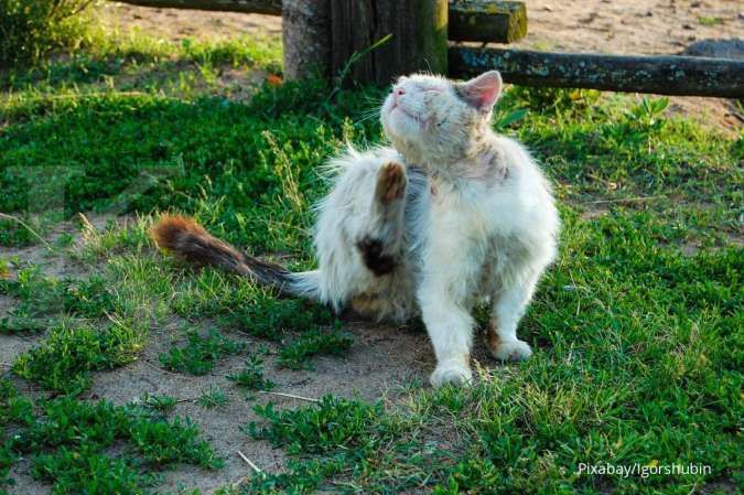 Kenali Tanda-Tanda dan Penyebab Infeksi Jamur pada Kucing