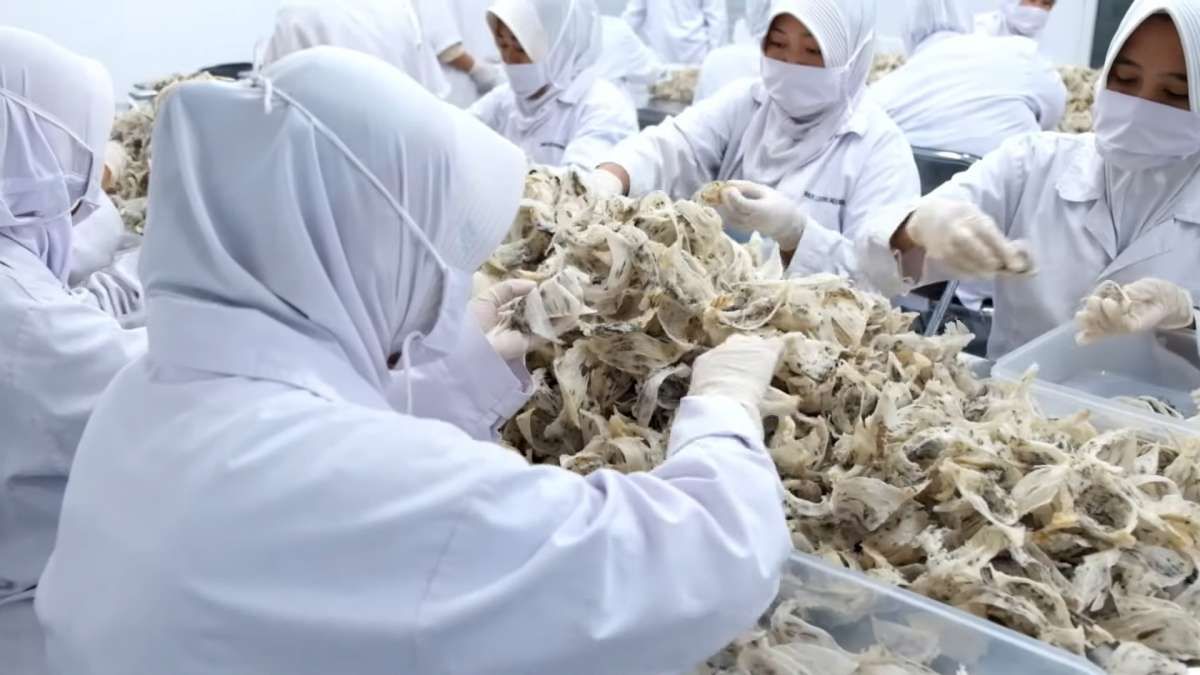 Abadi Lestari Indonesia (RLCO) Menadah Berkah dari Sarang Walet