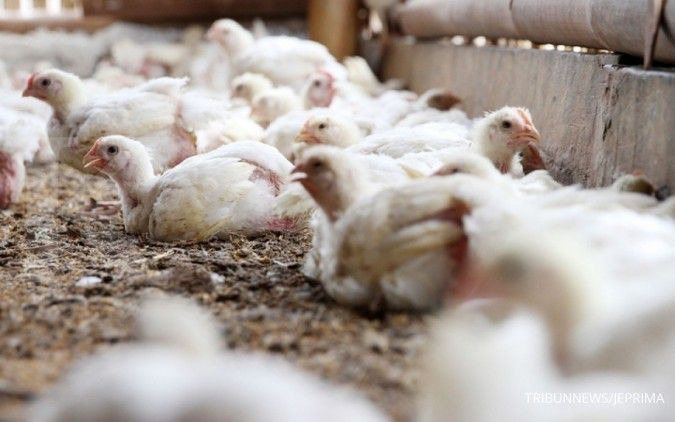 Pinsar: Harga ayam dan telur ras mulai menurun