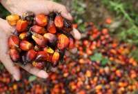 Tak Mau Kalah dari Malaysia, RI Desak AS Beri Tarif 0% untuk Sawit, Kakao, dan Karet