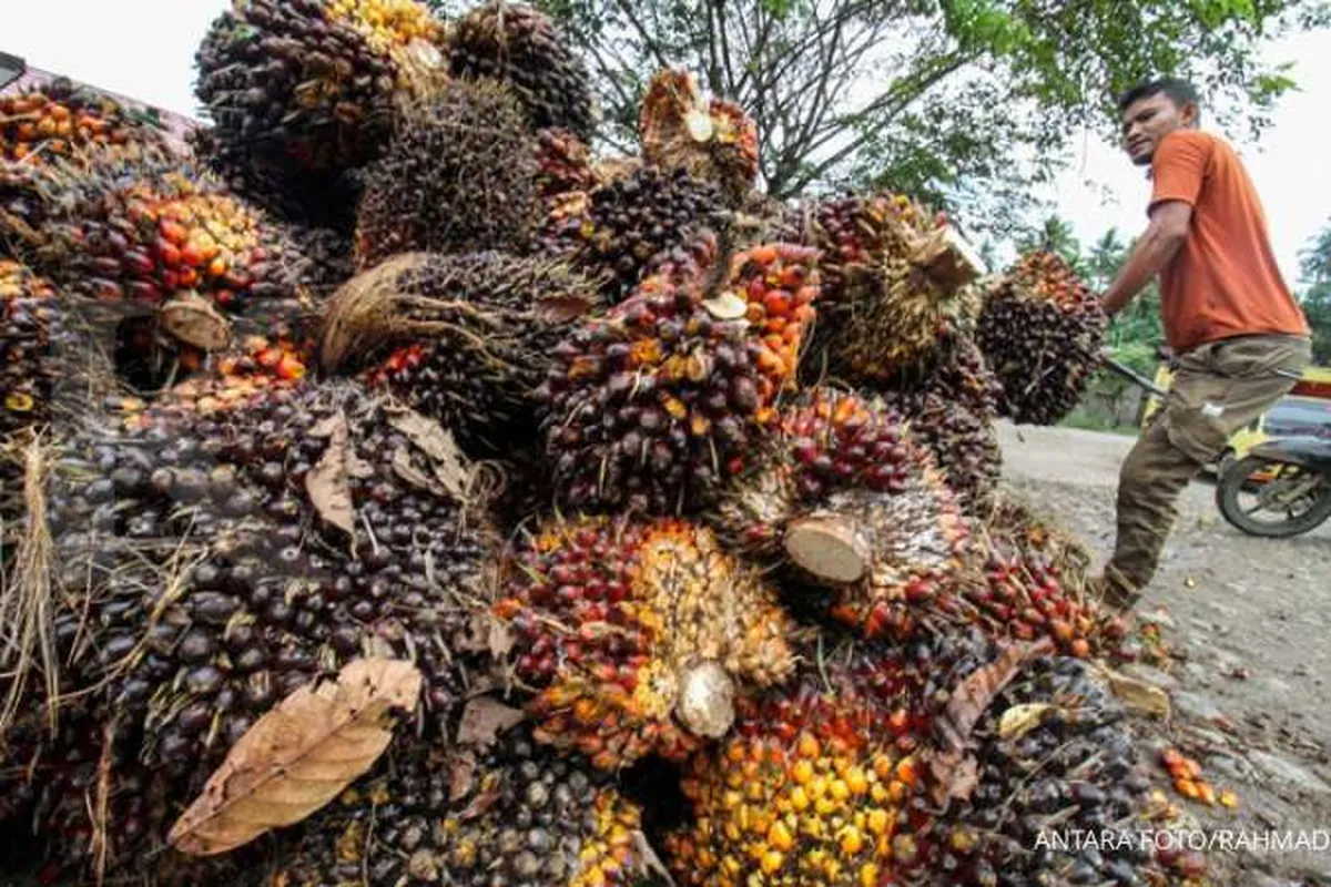 Harga bertahan tinggi, analis rekomendasi beli saham perusahaan CPO 