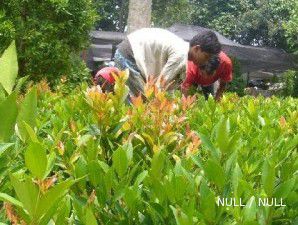 Sentra tanaman hias Curug: Laris manis karena harganya lebih miring (1)