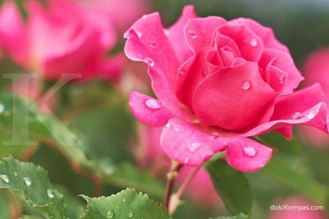 Air bunga mawar bermanfaat sebagai obat herbal untuk batuk kering