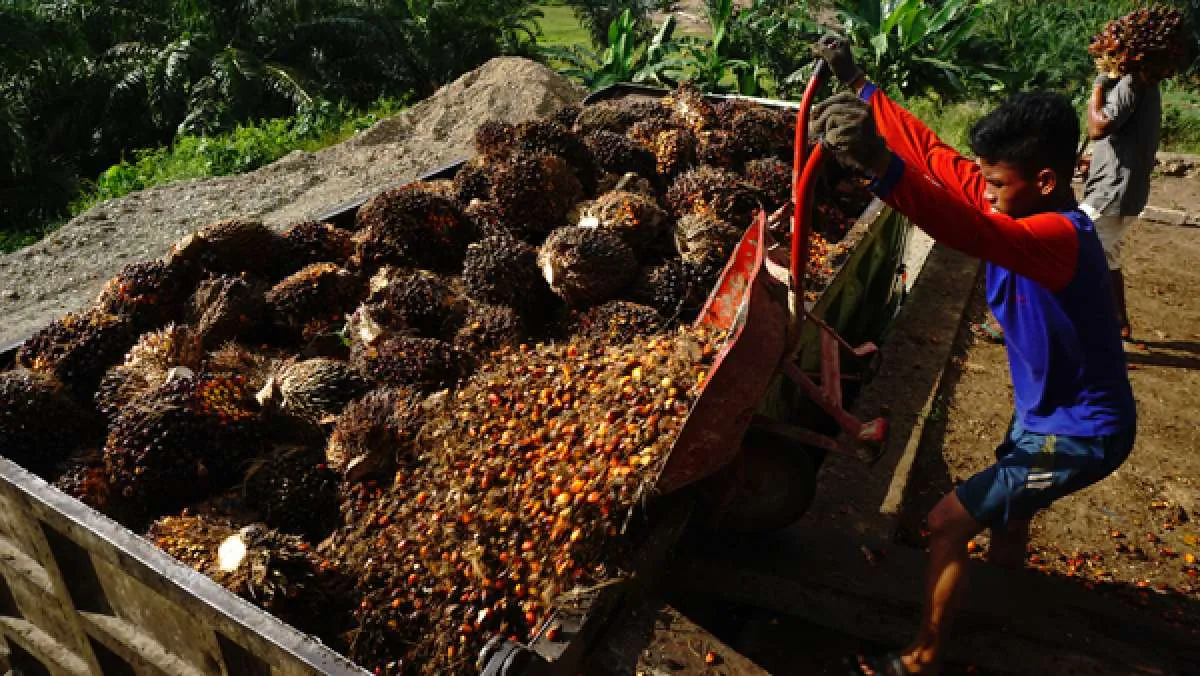 Pemerintah didesak melibatkan petani dalam memasok bahan baku industri biodiesel