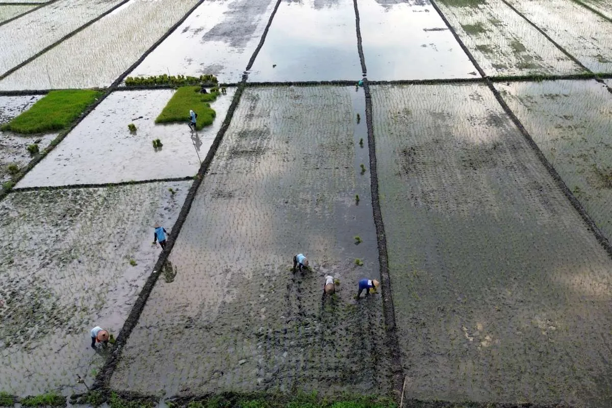 BPS: Nilai Tukar Petani Turun 2,15% pada April 2025