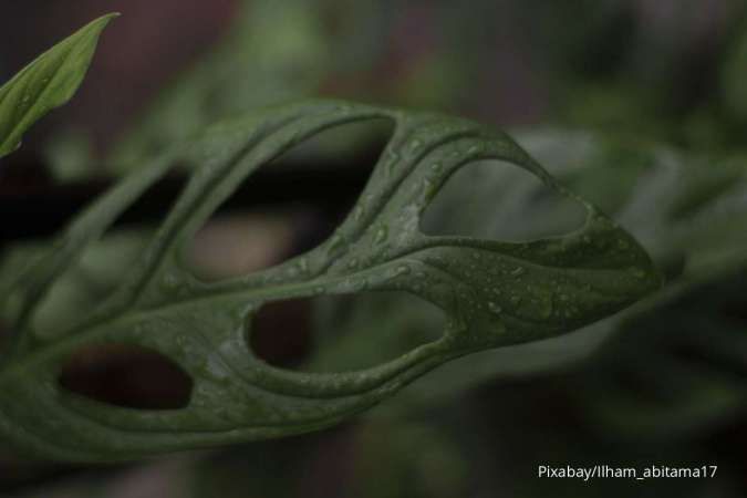 4 Hal yang Perlu Diperhatikan dalam Merawat Tanaman Monstera agar Tak Menguning