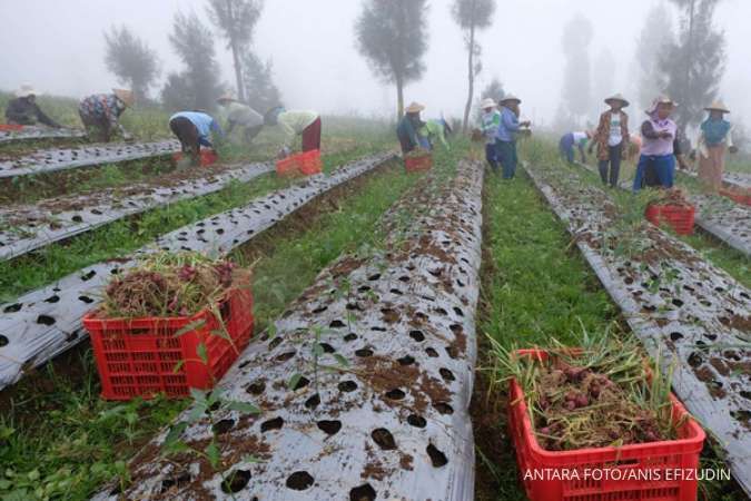 Pengembangan Food Estate, Pengamat Minta Pelibatan Petani Tak Hanya Sebagai Buruh