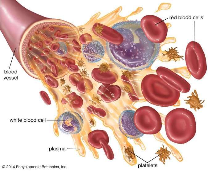 jaringan darah