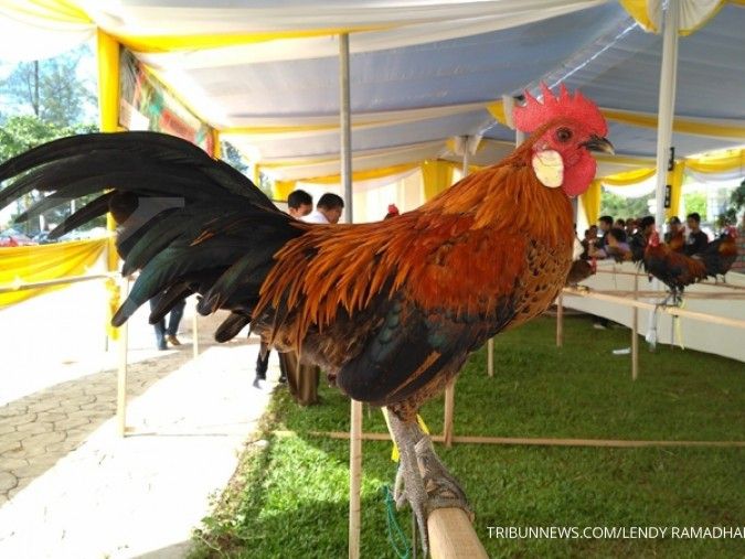 Pebisnis ayam kampung berharap campur tangan BUMN