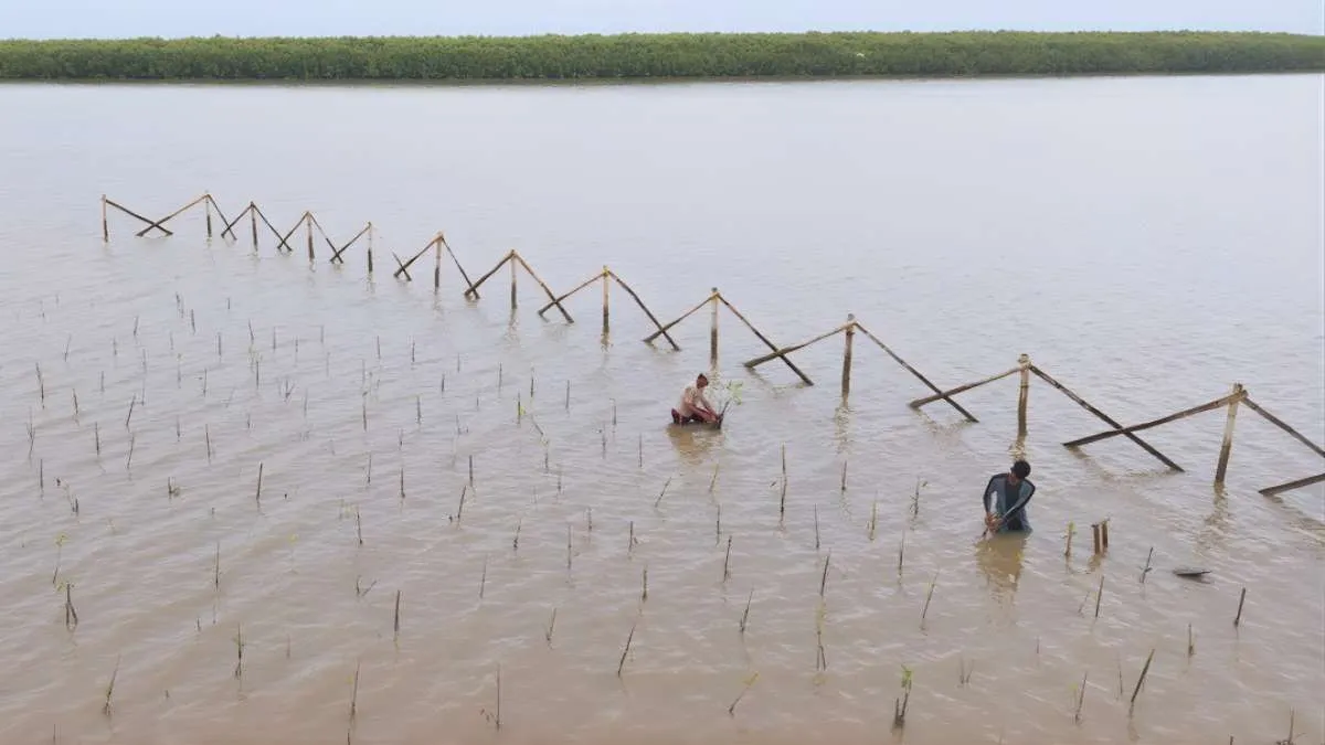 Inovasi Lokal Pancalan Kantongi Hak Paten, Kejar Percepatan Konservasi Mangrove