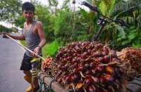 Jika Tak Bisa Penuhi Syarat EUDR, Pasar Sawit Indonesia Bisa Dicaplok Malaysia