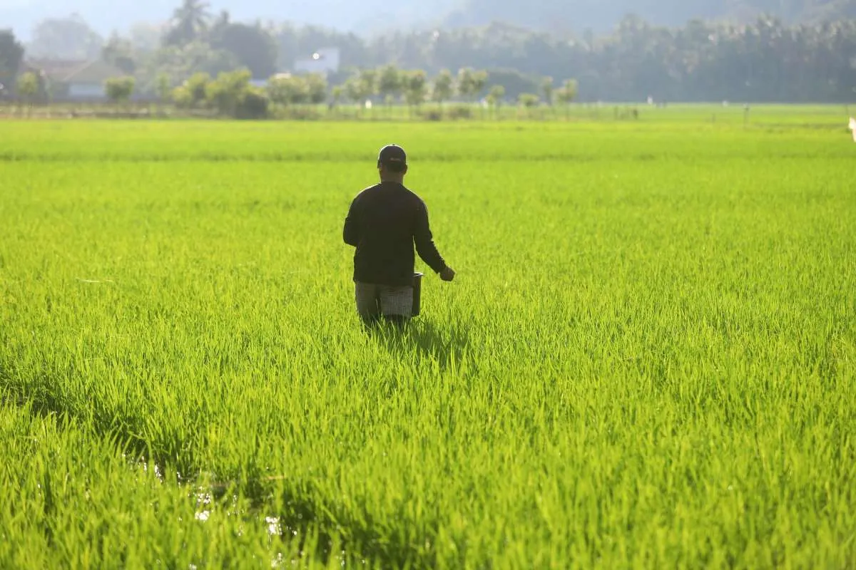 Cegah Alih Fungsi Lahan Sawah, Izin Perubahan Lahan Ditarik ke Pemerintah Pusat