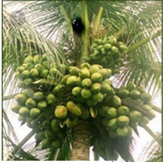 Penangkar siap menyukseskan program pemerintah dalam mengembangkan kelapa genjah