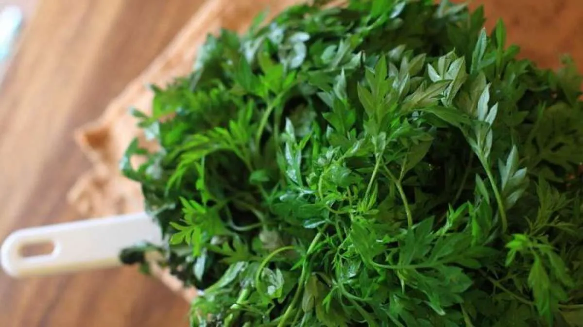 Efektif Mengontrol Gula Darah, Ini Manfaat Daun Kenikir untuk Kesehatan 