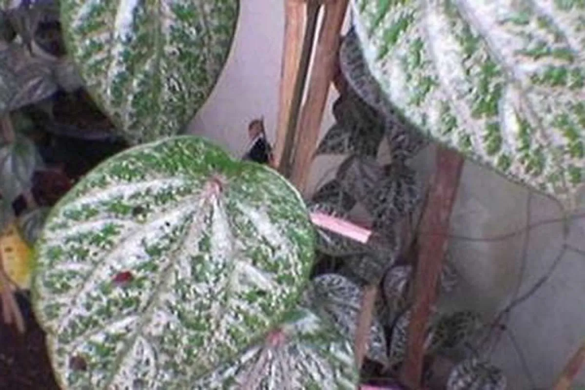 Ini khasiat daun sirih merah sebagai obat herbal 