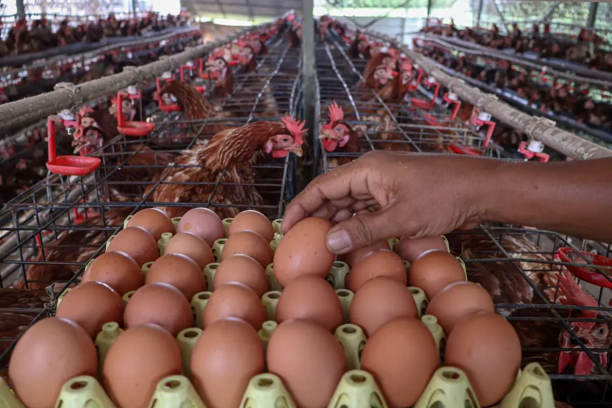 Kesenjangan Harga Ayam dan Telur, Dominasi Perusahaan Integrator Jadi Sorotan