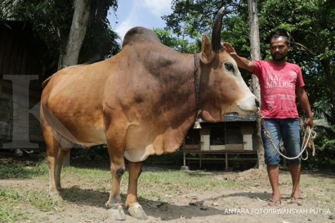 Program Kemtan sebar 6.000 sapi indukan berpotensi gagal