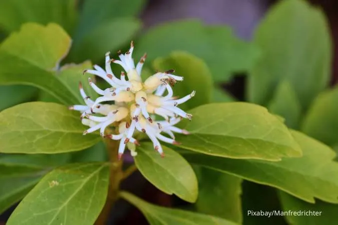 Pachysandra terminalis