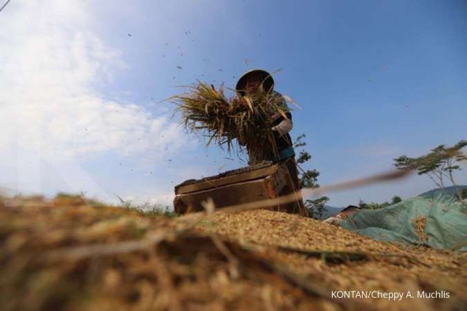 Penurunan produksi beras nasional secara berturut-turut mengkhawatirkan 