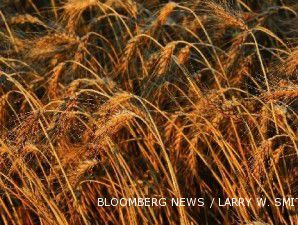Cuaca memburuk, harga gandum naik lagi