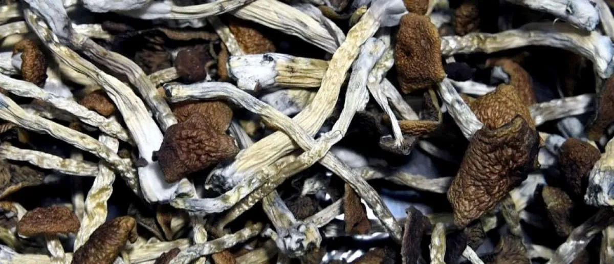 Kombinasi psikoterapi, magic mushroom bisa menurunkan rasa depresi penderita kanker