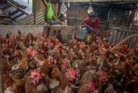 Harga Livebird dan Bahan Baku Bakal Jadi Batu Sandungan Kinerja Emiten Poultry?