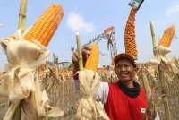 Petani Jagung Waspadai Komitmen Impor US$ 4,5 Miliar RI dengan AS