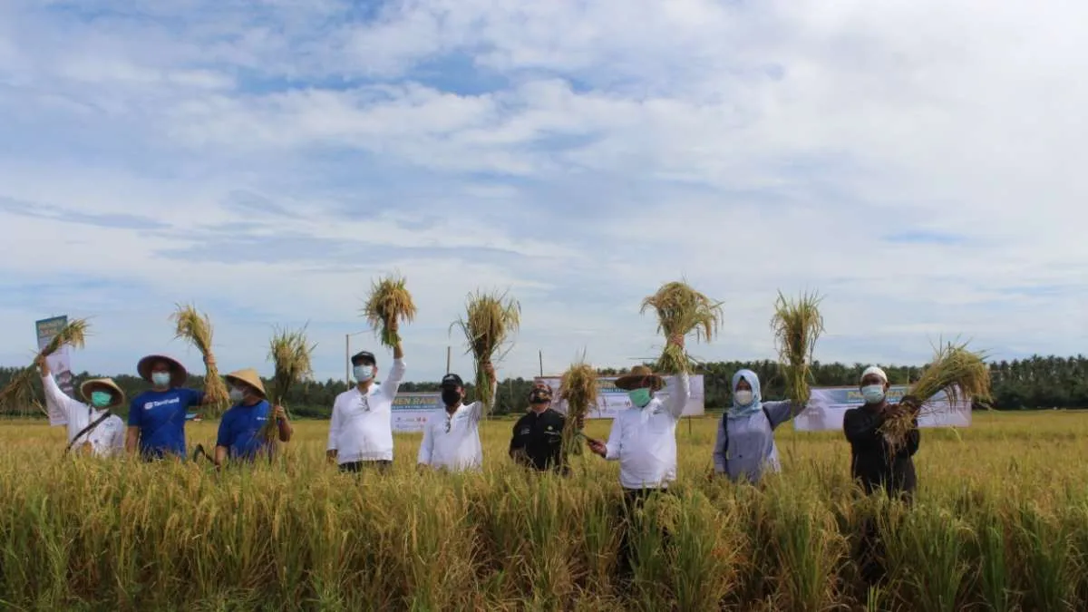Intani dan Tanihub gelar panen raya di Ujung Genteng 