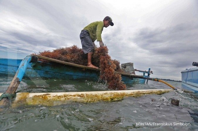 Ekspor rumput laut 2016 diprediksi melorot 30%