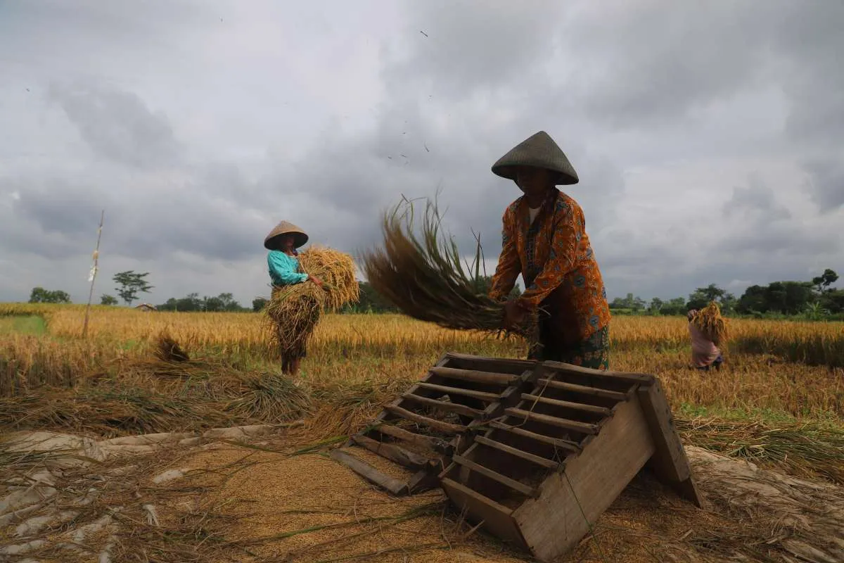 BPS Catat Nilai Tukar Petani pada April 2024 Turun 2,28% Jadi 116,99