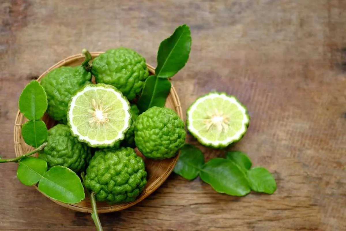 Cek 5 Manfaat Daun Jeruk Untuk Kesehatan Jika Rutin Dikonsumsi