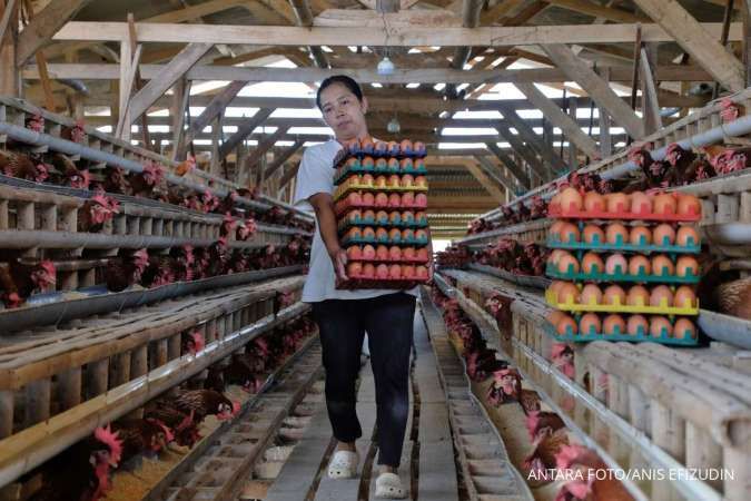 Anomali Harga Telur Mengusuk Peternak Ayam