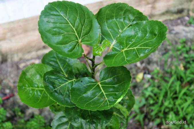 Manfaat daun mangkokan untuk kesehatan yang jarang diketahui