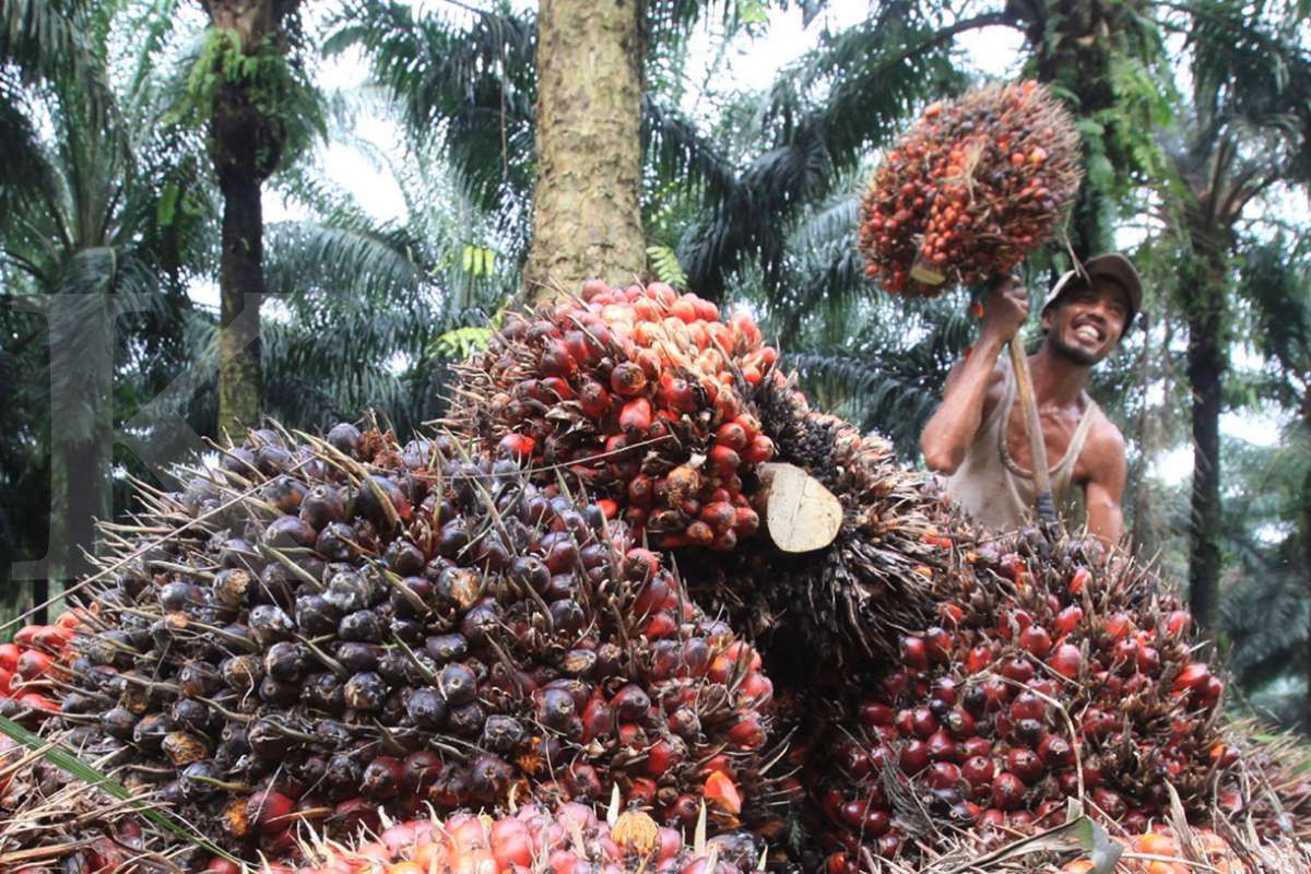 Panen kelapa sawit
