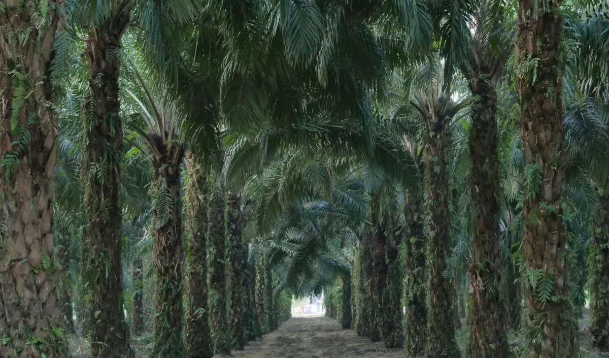 Cara Penyelesaikan Sengketa Perkebunan Kelapa Sawit yang Diklaim Masuk Kawasan Hutan