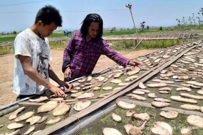 Dulu sering dibuang dan dianggap makanan ular, kini porang disayang seperti emas