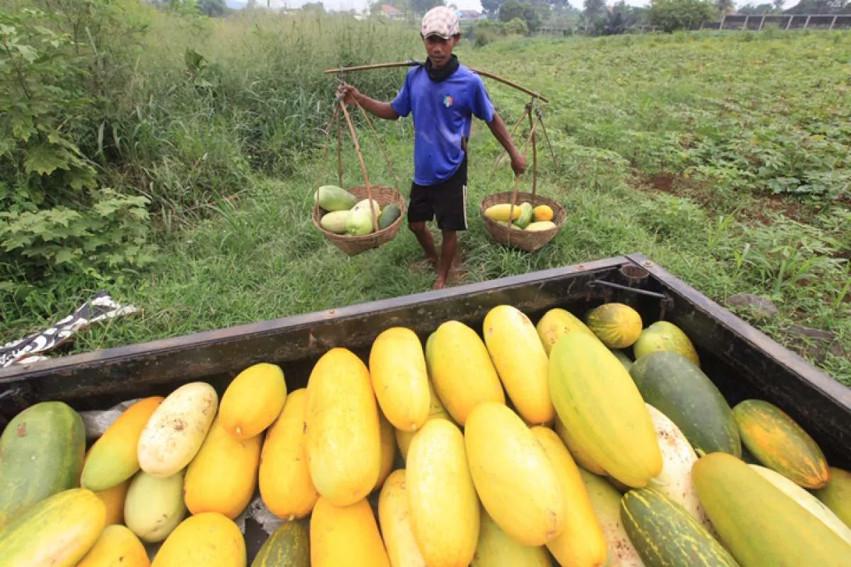Buah Khas Bulan Ramadan, Kenali 5 Manfaat Timun Suri Bagi Kesehatan Ini