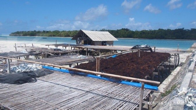 Afrika Selatan minati rumput laut NTB